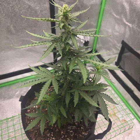 Auto Moon Rocks growlog timeline photo
