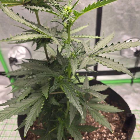 Auto Moon Rocks growlog timeline photo