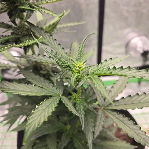 Auto Moon Rocks growlog timeline photo