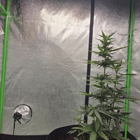Auto Moon Rocks growlog timeline photo