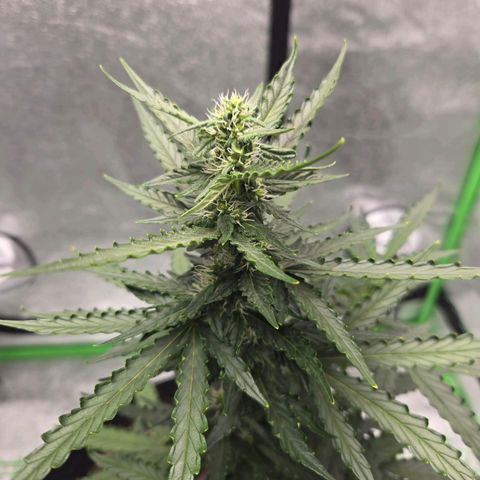 Auto Moon Rocks growlog timeline photo