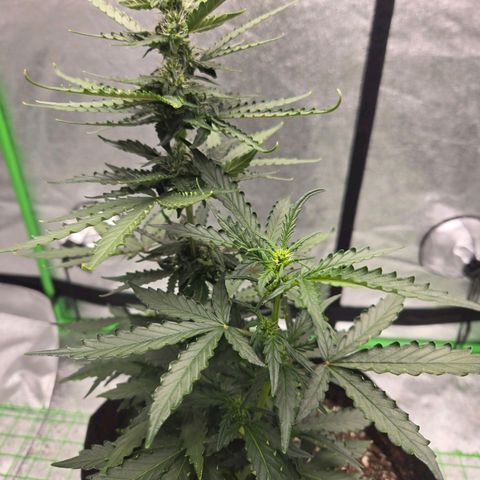 Auto Moon Rocks growlog timeline photo