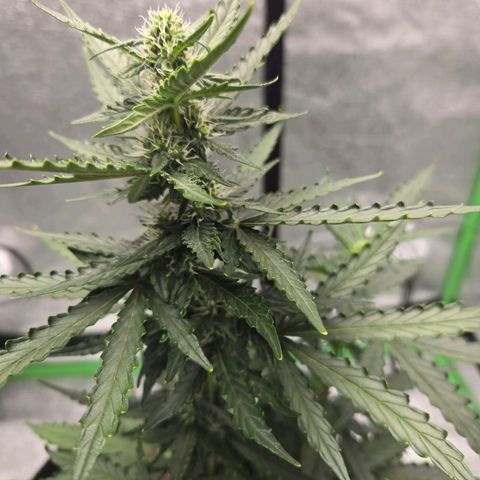 Auto Moon Rocks growlog timeline photo