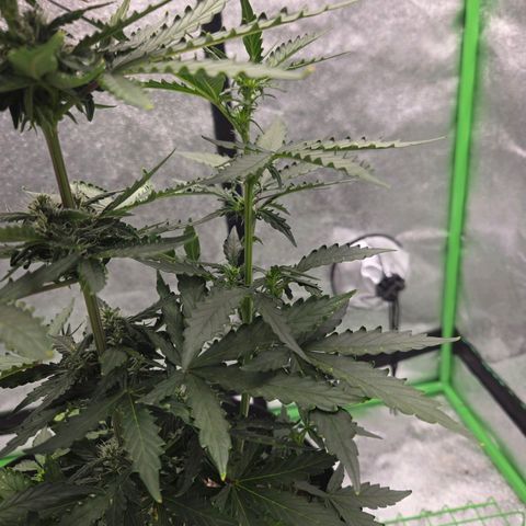 Auto Moon Rocks growlog timeline photo