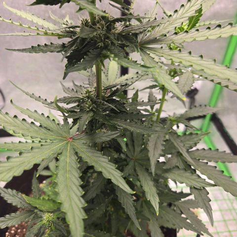 Auto Moon Rocks growlog timeline photo