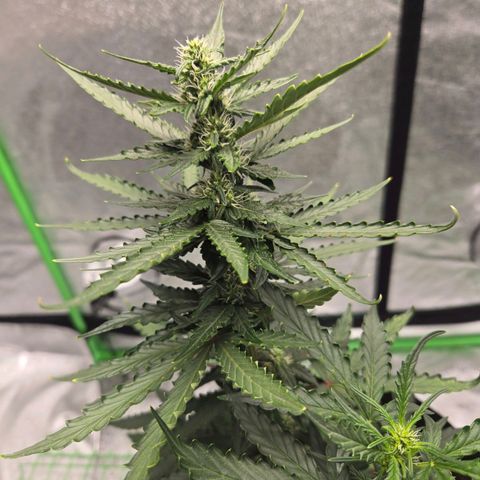 Auto Moon Rocks growlog timeline photo