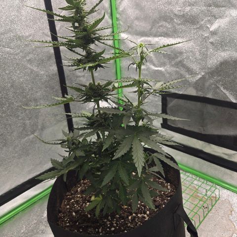 Auto Moon Rocks growlog timeline photo