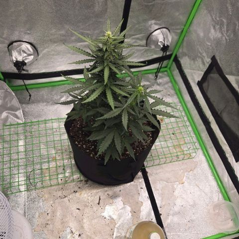 Auto Moon Rocks growlog timeline photo