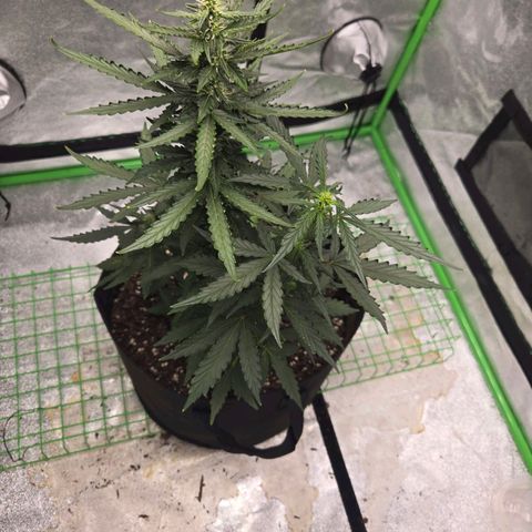 Auto Moon Rocks growlog timeline photo