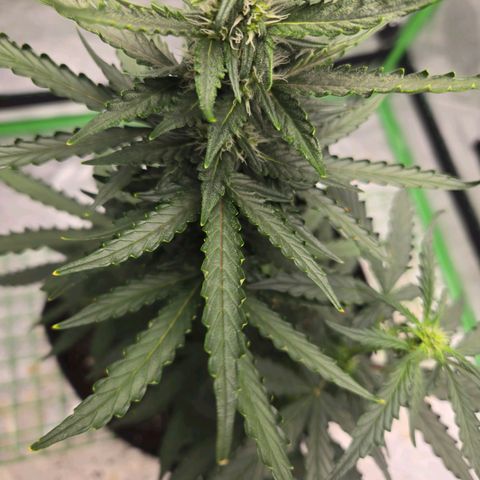 Auto Moon Rocks growlog timeline photo