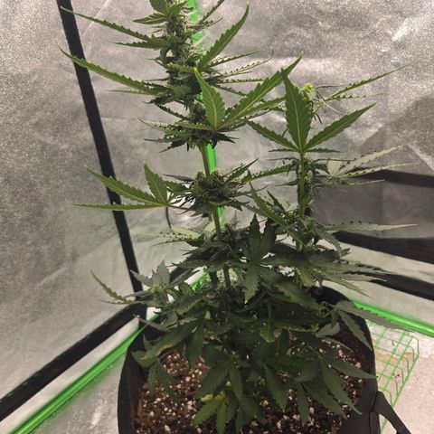 Auto Moon Rocks growlog timeline photo