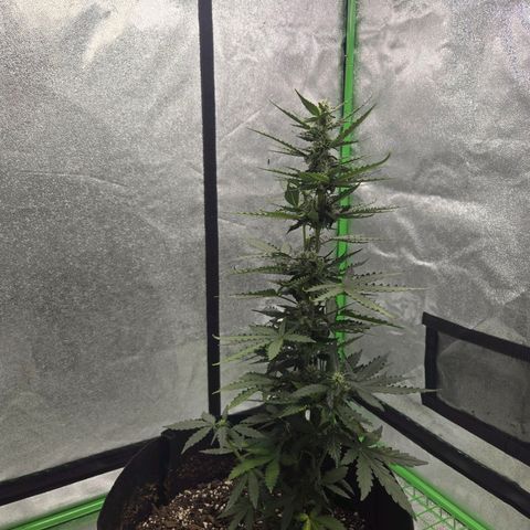 Auto Moon Rocks growlog timeline photo