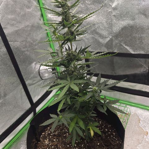 Auto Moon Rocks growlog timeline photo