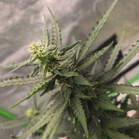 Auto Moon Rocks growlog timeline photo