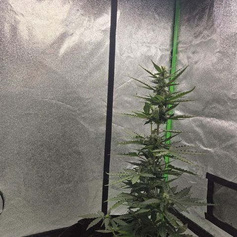 Auto Moon Rocks growlog timeline photo