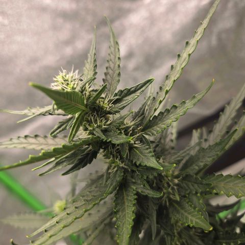 Auto Moon Rocks growlog timeline photo