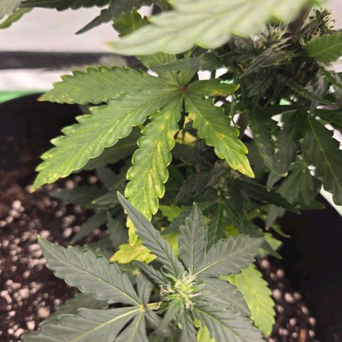 Auto Moon Rocks growlog timeline photo