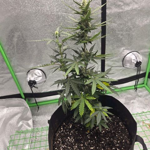 Auto Moon Rocks growlog timeline photo