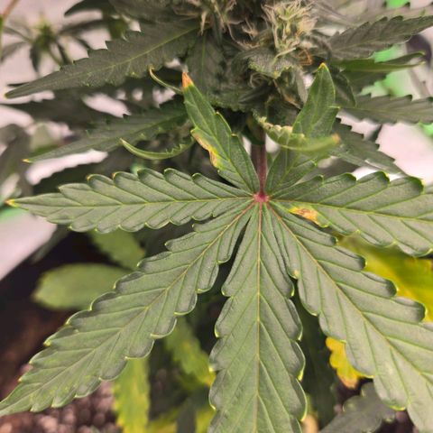 Auto Moon Rocks growlog timeline photo