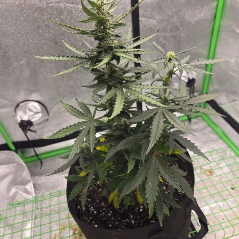 Auto Moon Rocks growlog timeline photo