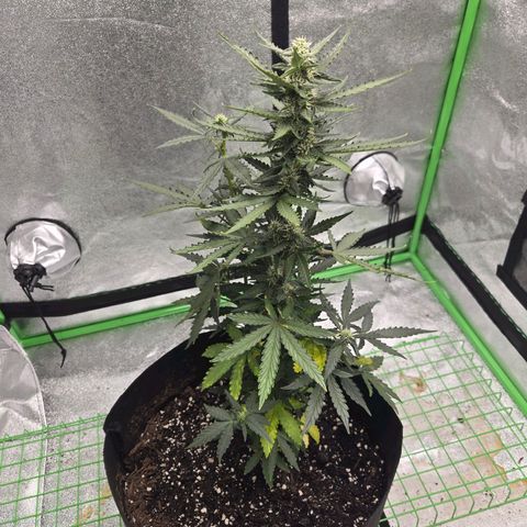 Auto Moon Rocks growlog timeline photo