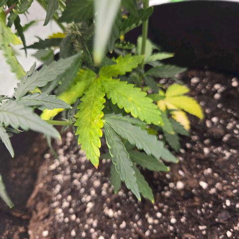 Auto Moon Rocks growlog timeline photo