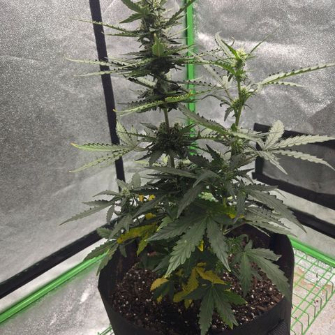 Auto Moon Rocks growlog timeline photo