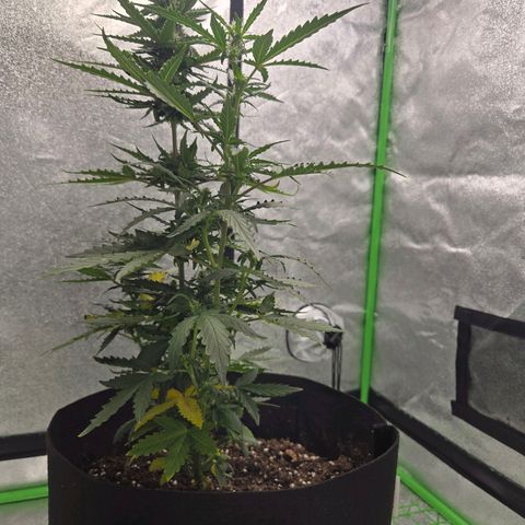 Auto Moon Rocks growlog timeline photo