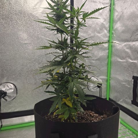 Auto Moon Rocks growlog timeline photo