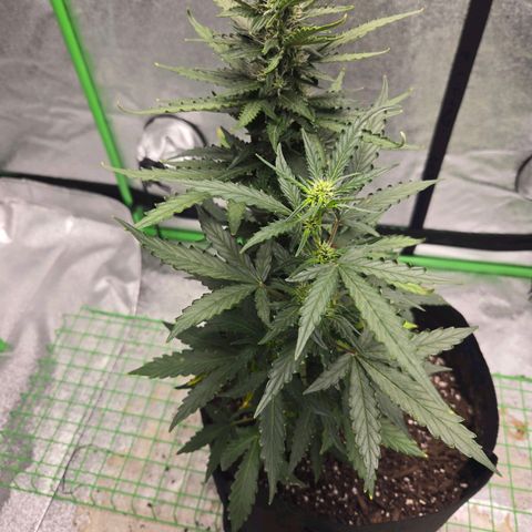 Auto Moon Rocks growlog timeline photo