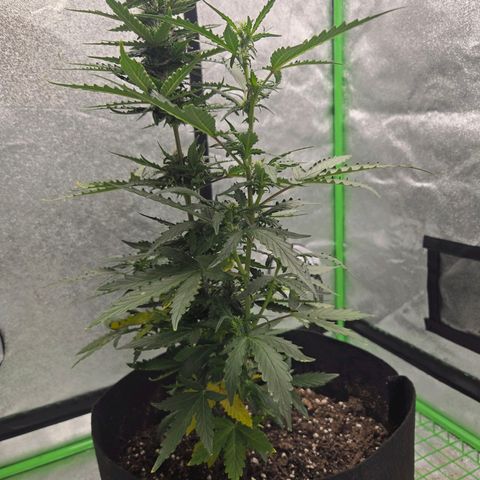 Auto Moon Rocks growlog timeline photo