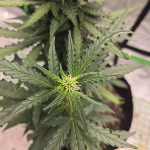 Auto Moon Rocks growlog timeline photo