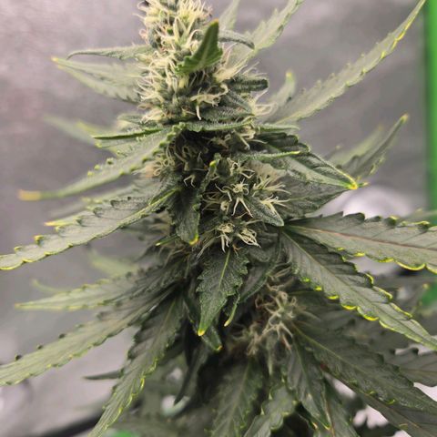 Auto Moon Rocks growlog timeline photo