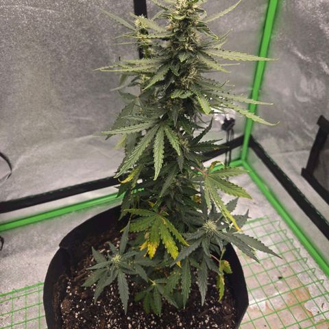 Auto Moon Rocks growlog timeline photo