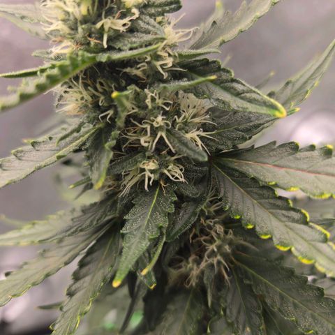 Auto Moon Rocks growlog timeline photo