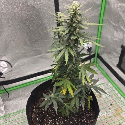 Auto Moon Rocks growlog timeline photo