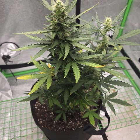 Auto Moon Rocks growlog timeline photo