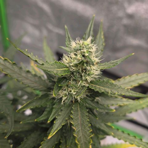 Auto Moon Rocks growlog timeline photo