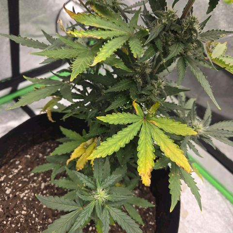 Auto Moon Rocks growlog timeline photo