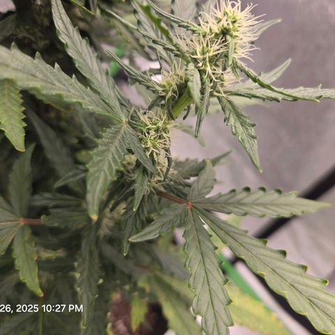 Auto Moon Rocks growlog timeline photo