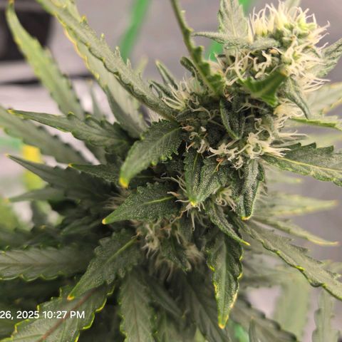 Auto Moon Rocks growlog timeline photo