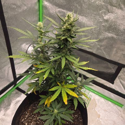 Auto Moon Rocks growlog timeline photo