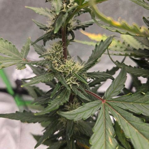 Auto Moon Rocks growlog timeline photo