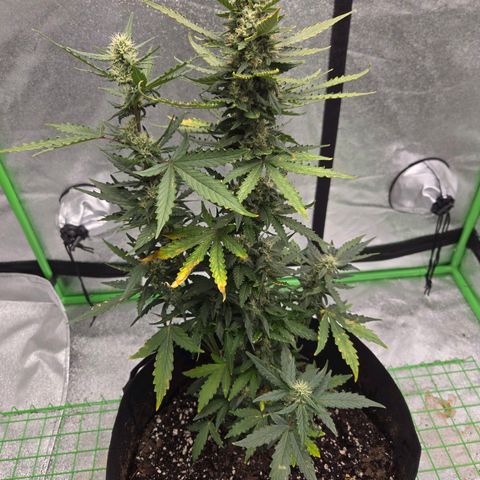 Auto Moon Rocks growlog timeline photo