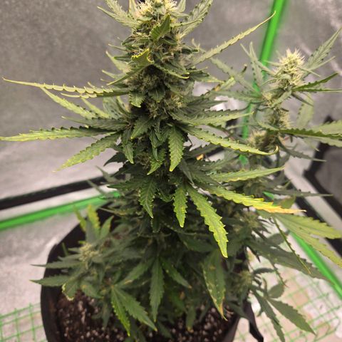 Auto Moon Rocks growlog timeline photo