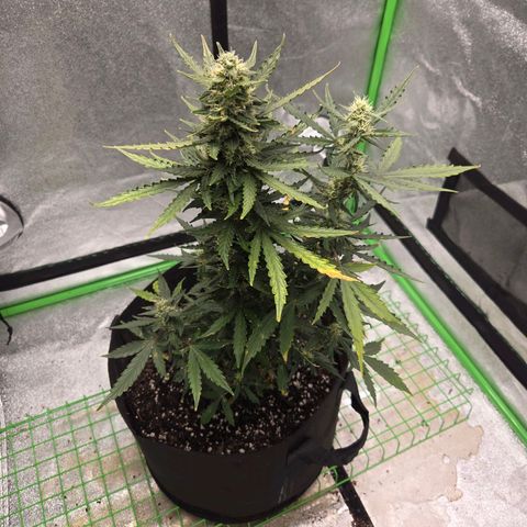 Auto Moon Rocks growlog timeline photo