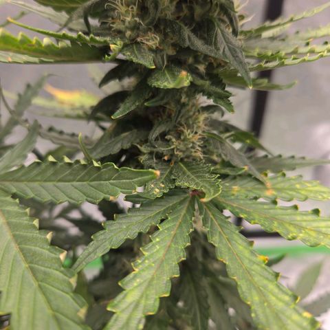 Auto Moon Rocks growlog timeline photo