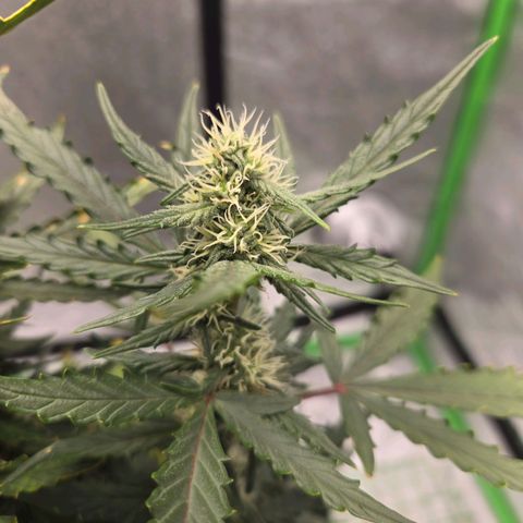 Auto Moon Rocks growlog timeline photo