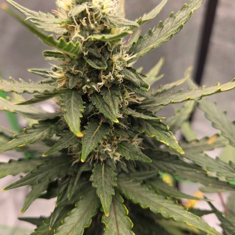 Auto Moon Rocks growlog timeline photo