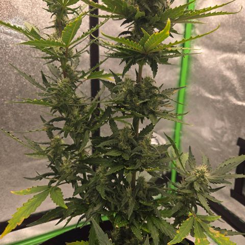 Auto Moon Rocks growlog timeline photo